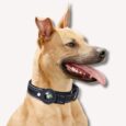 AirTag Collar (11)