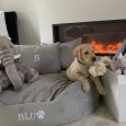 Add your dog's name (1)
